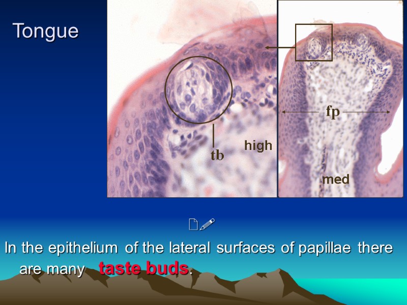 Tongue    In the epithelium of the lateral surfaces of papillae there